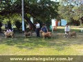 Fila Brasileiro Eventos Canil Singular